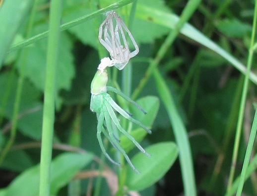 Muta di Micrommata sp. (virescens opp. ligurina  )   - Sostegno (BI)